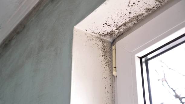 Best Mold Removal for HVAC Installations  in Benson, AZ