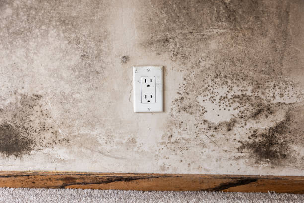Best Water Damage & Mold Remediation  in Benson, AZ